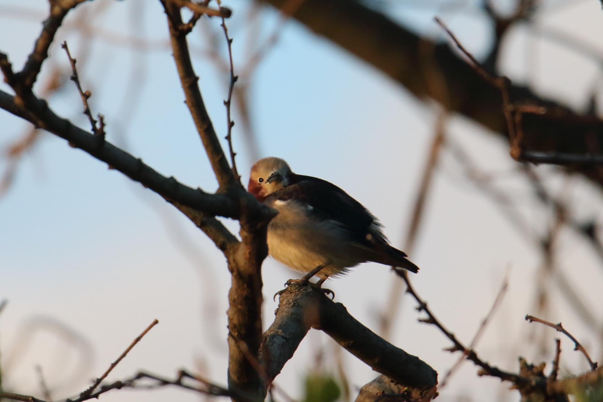 Photo of Chestnut-cheeked Starling at Awashima Island by マイク