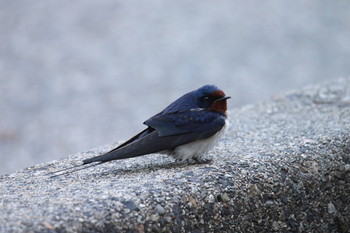 Barn Swallow Awashima Island Tue, 5/7/2019