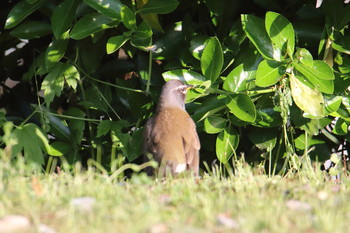 Eyebrowed Thrush Awashima Island Tue, 5/7/2019