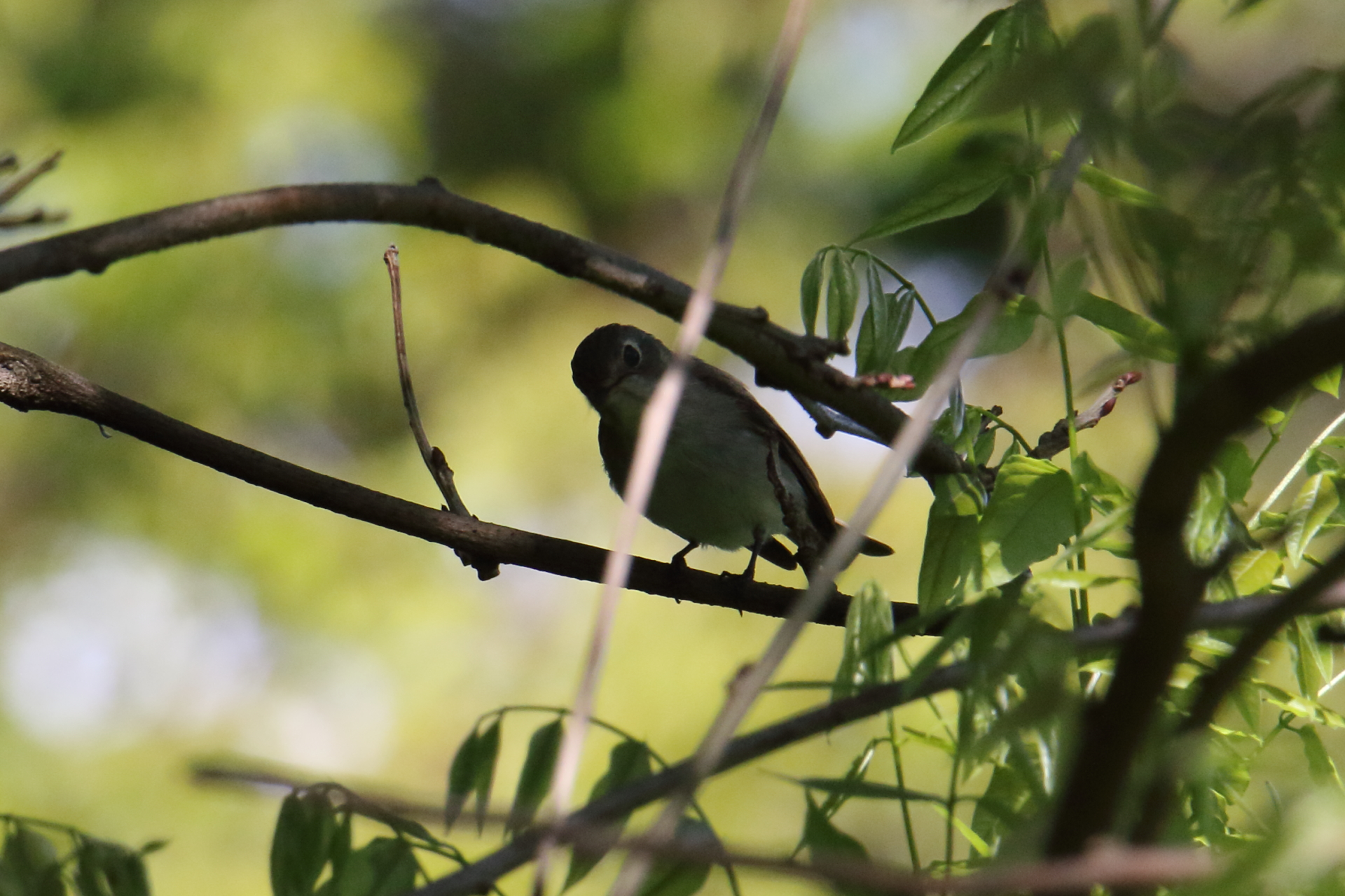 Photo of Asian Brown Flycatcher at Awashima Island by マイク