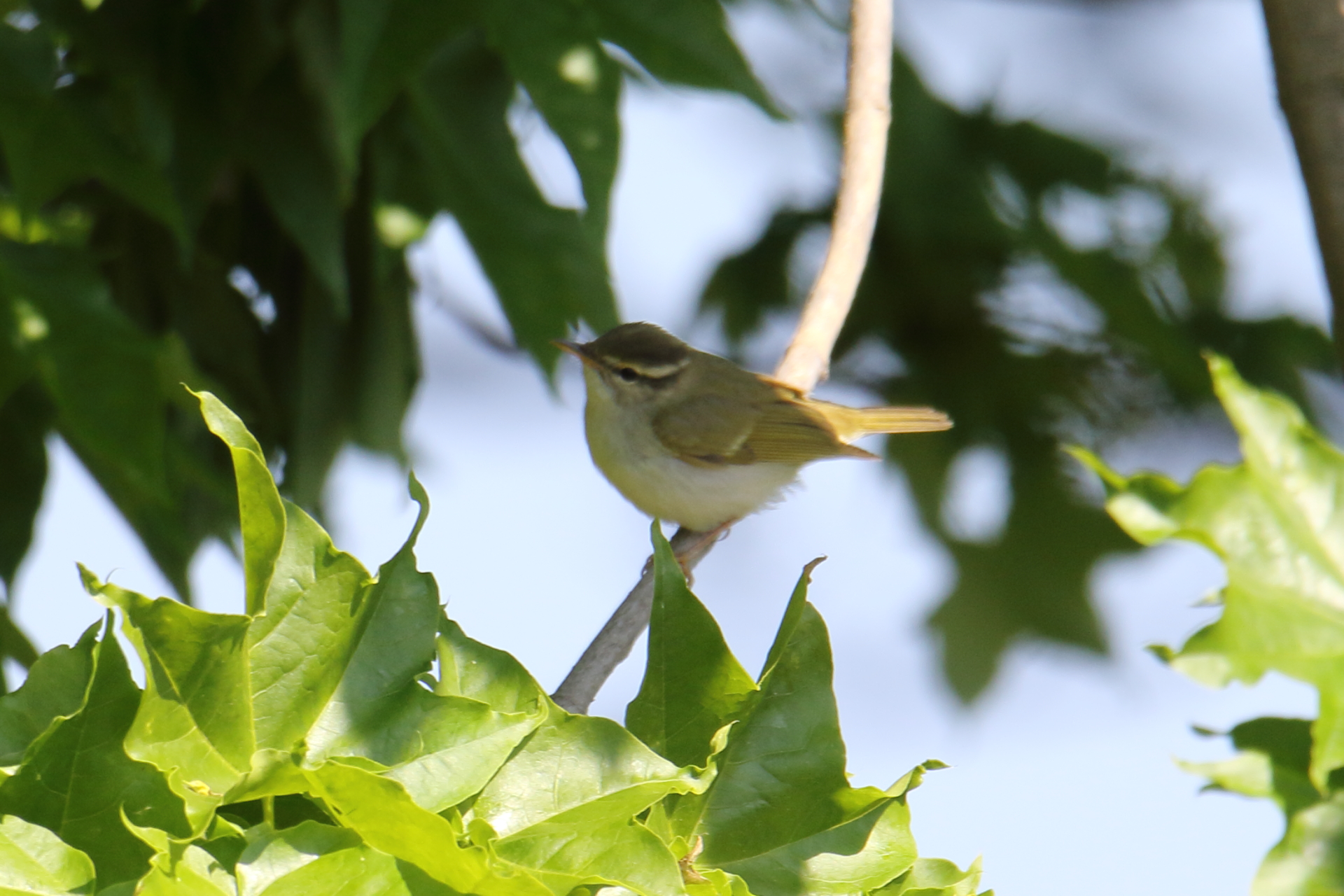 Photo of Eastern Crowned Warbler at Awashima Island by マイク