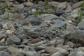 コチドリ 野川 2019年5月9日(木)