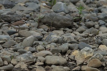 コチドリ 野川 2019年5月9日(木)