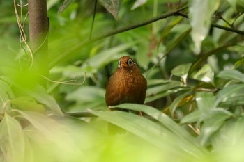 ガビチョウ 三ツ池公園(横浜市鶴見区) 2019年5月9日(木)