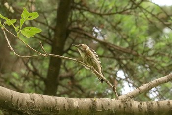 コゲラ 三ツ池公園(横浜市鶴見区) 2019年5月9日(木)