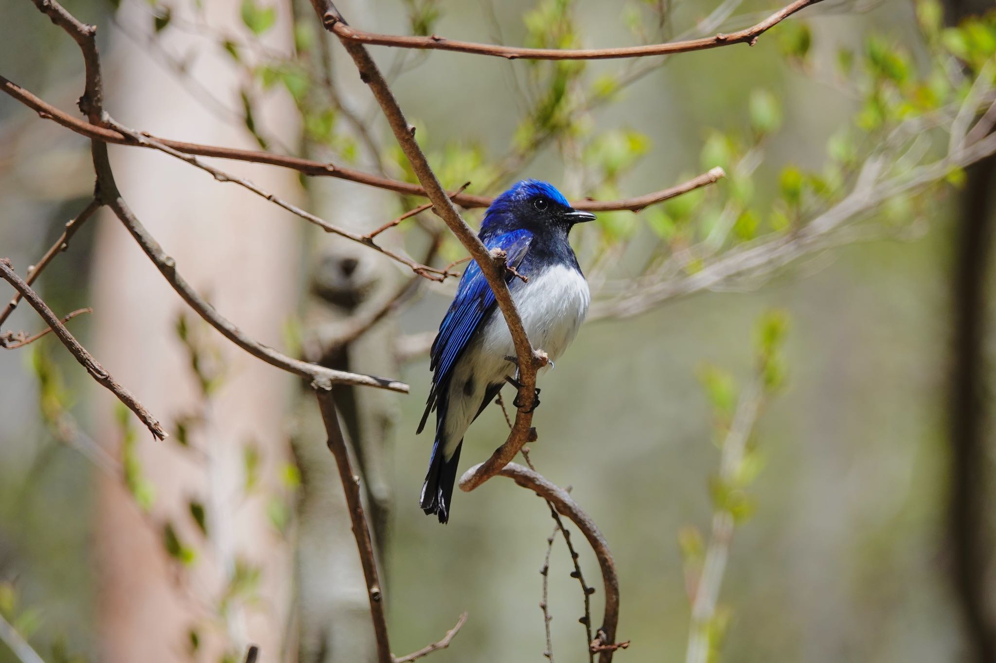 軽井沢野鳥の森 オオルリの写真 by のどか