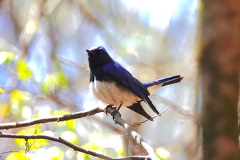 オオルリ 軽井沢野鳥の森 2019年5月7日(火)