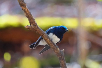 オオルリ 軽井沢野鳥の森 2019年5月7日(火)