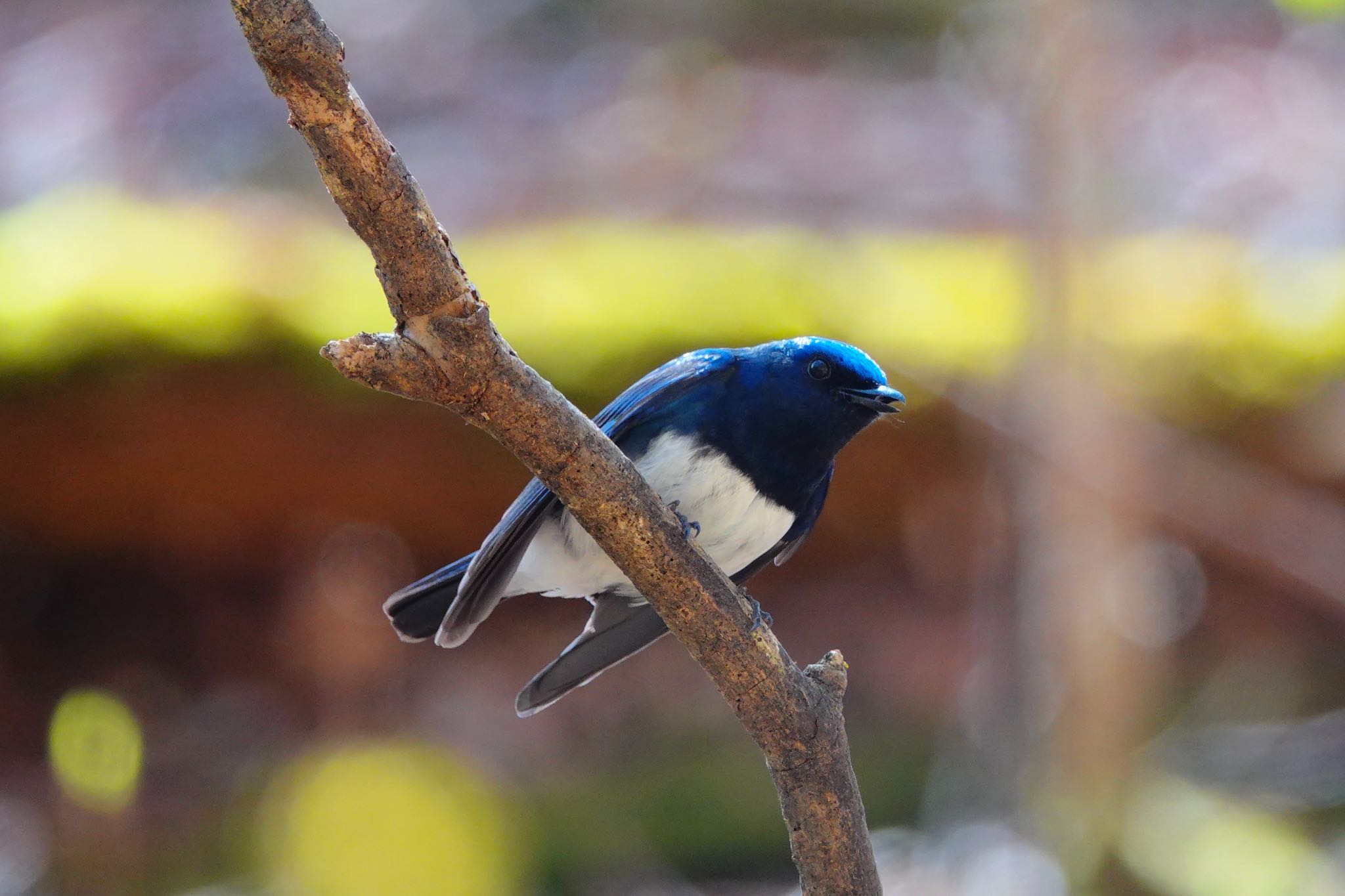 軽井沢野鳥の森 オオルリの写真 by のどか