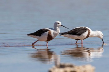 Banded Stilt Rottnest Island Sat, 4/27/2019