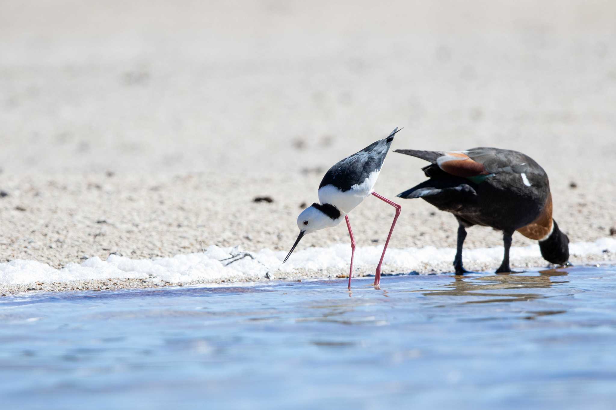 Photo of Pied Stilt at Rottnest Island by Trio