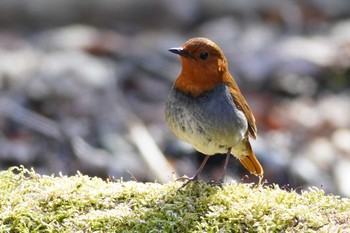 コマドリ 山梨県 2019年5月8日(水)