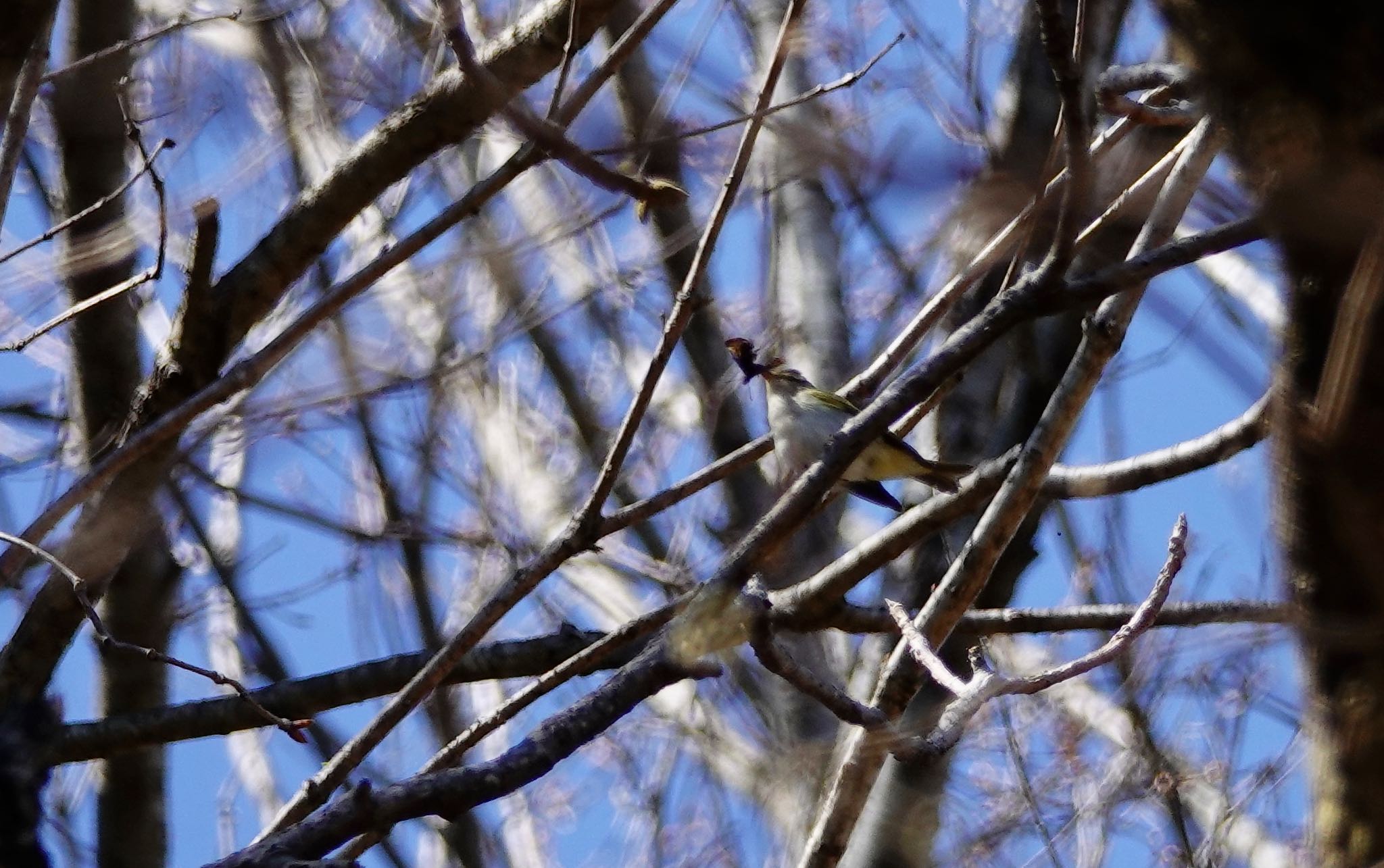 Eastern Crowned Warbler