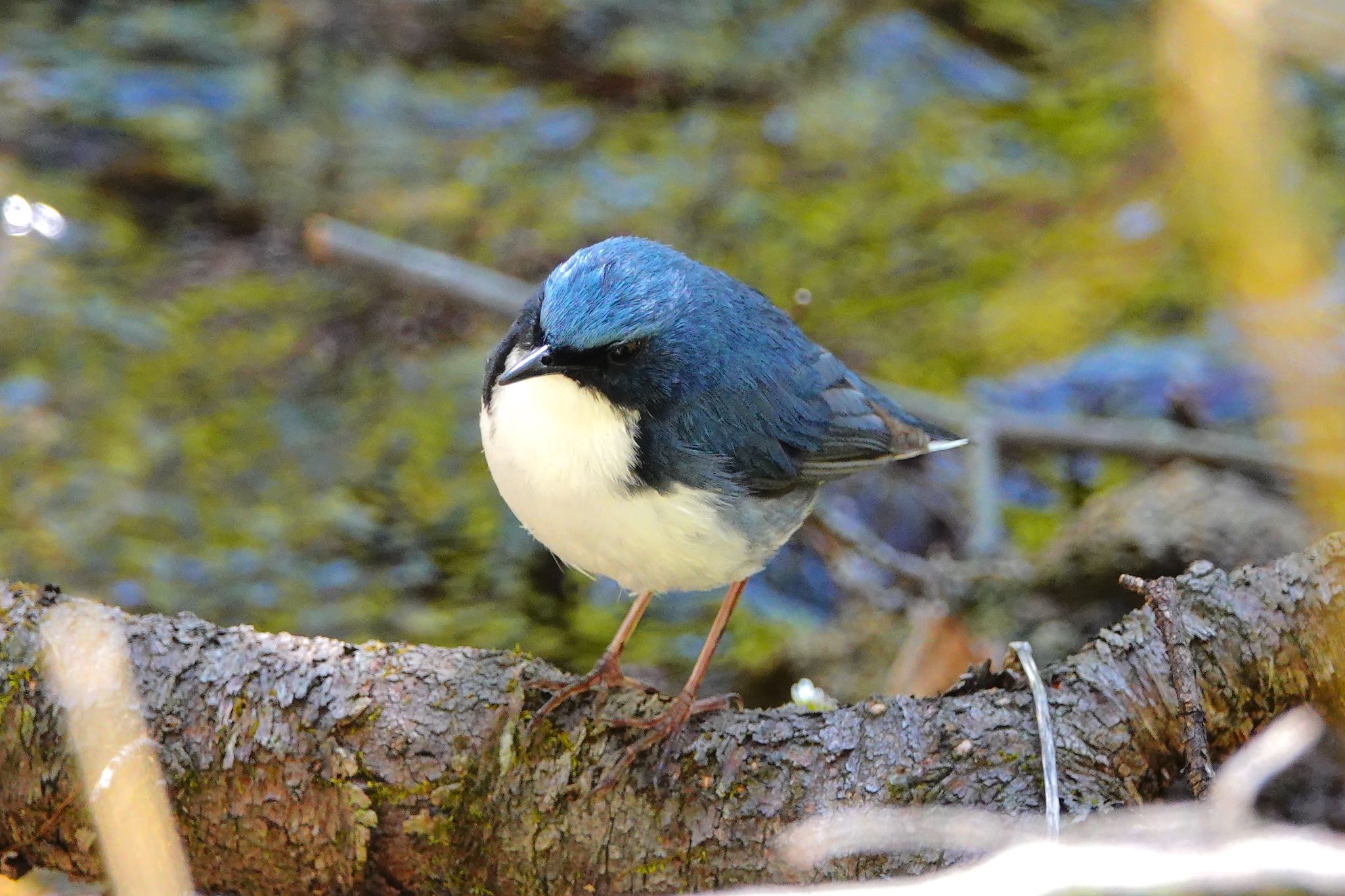 Siberian Blue Robin