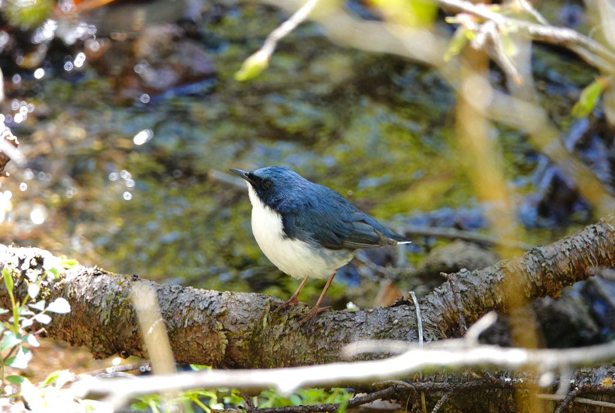 Photo of Siberian Blue Robin at Karuizawa wild bird forest by のどか