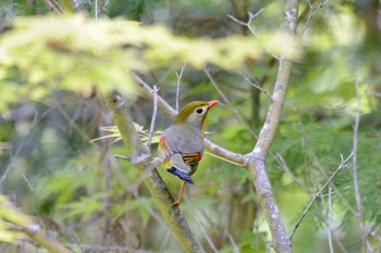 Fri, 5/10/2019 Birding report at 三河湖園地