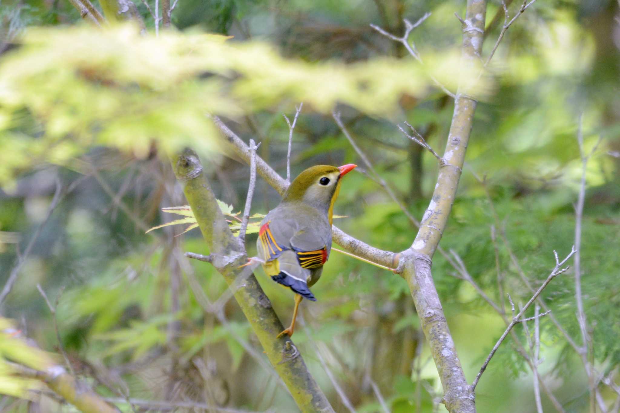 Red-billed Leiothrix