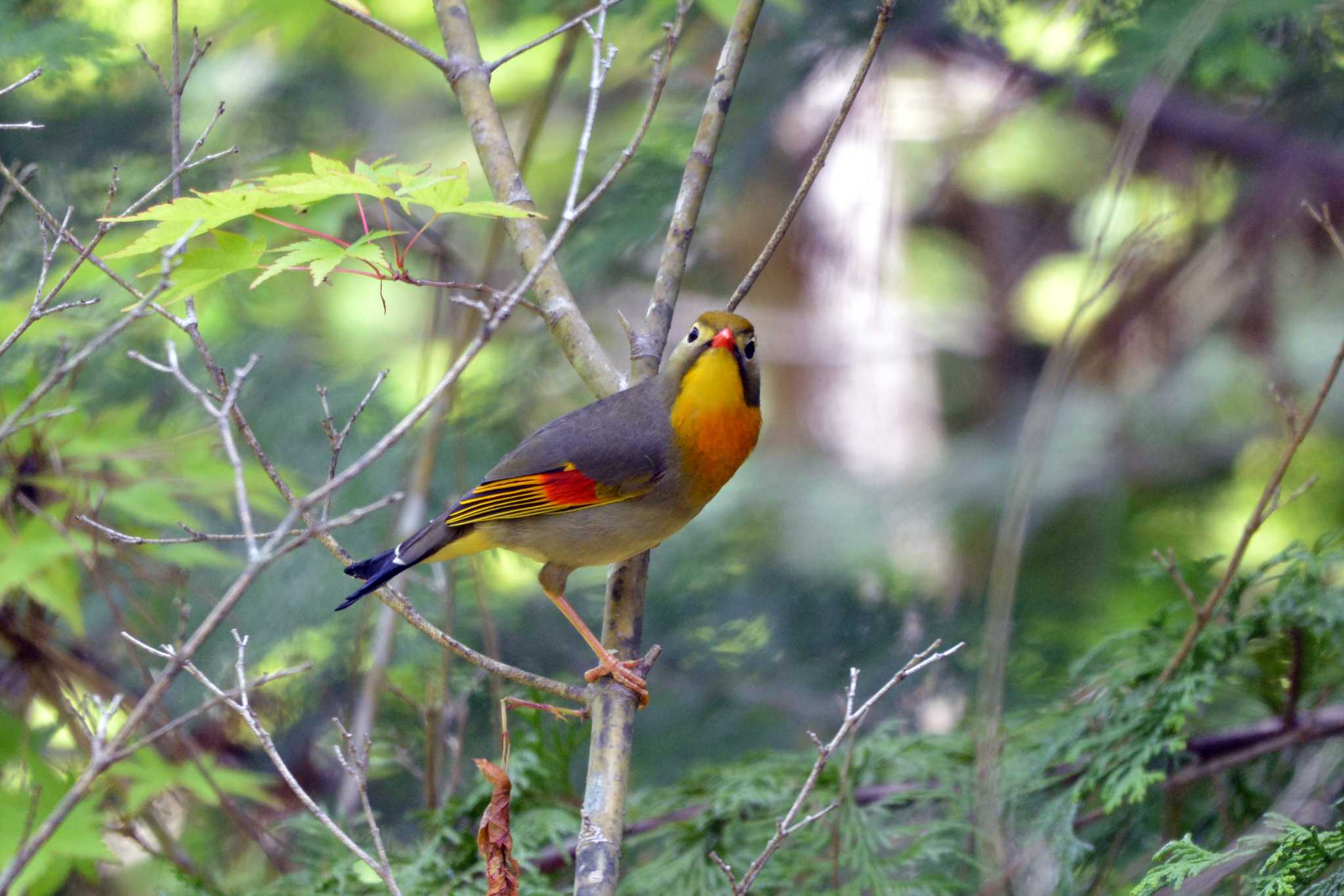 Red-billed Leiothrix