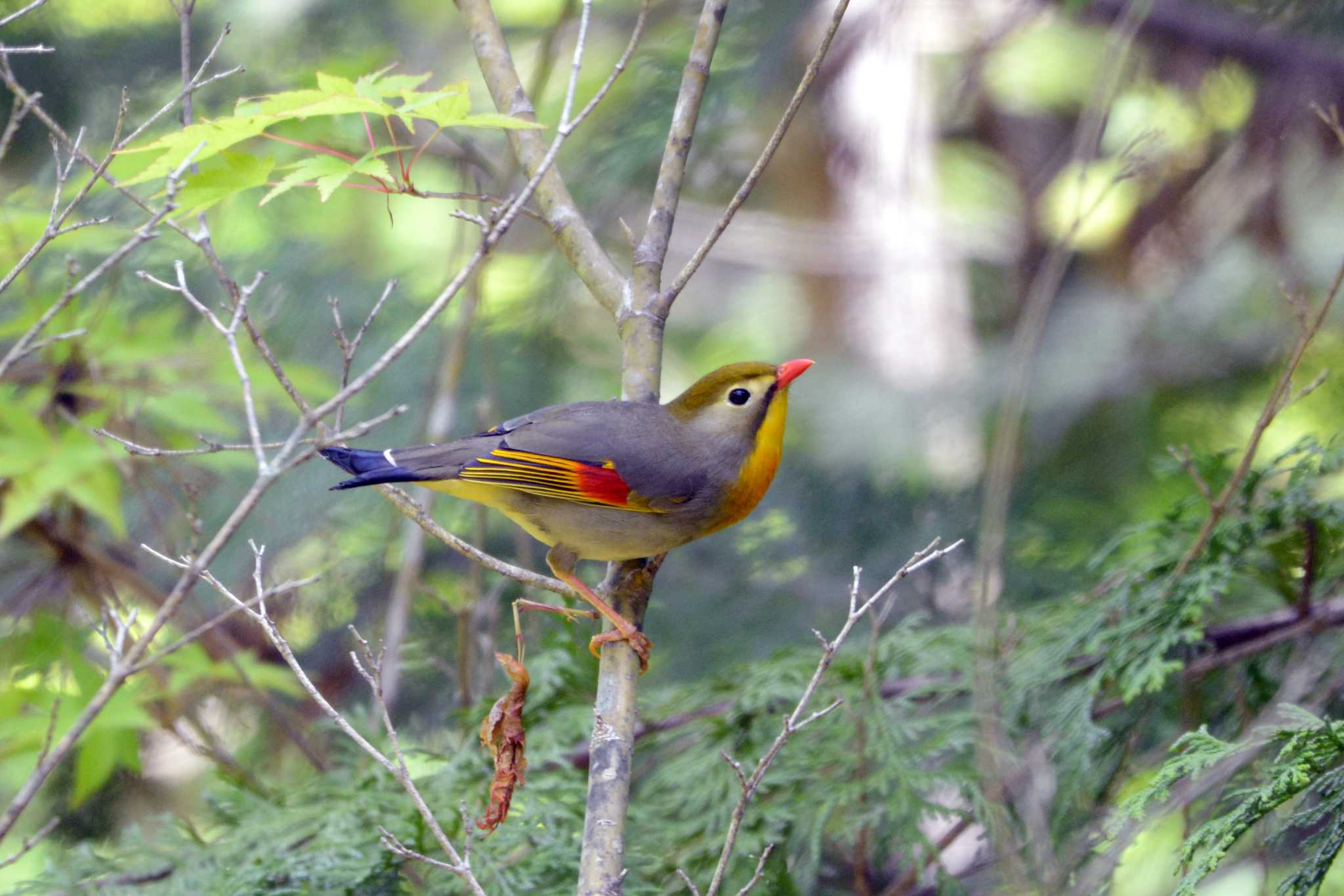 Red-billed Leiothrix