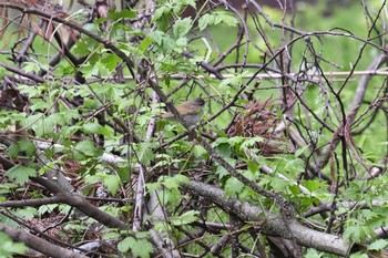 Sakhalin Leaf Warbler Awashima Island Fri, 5/3/2019