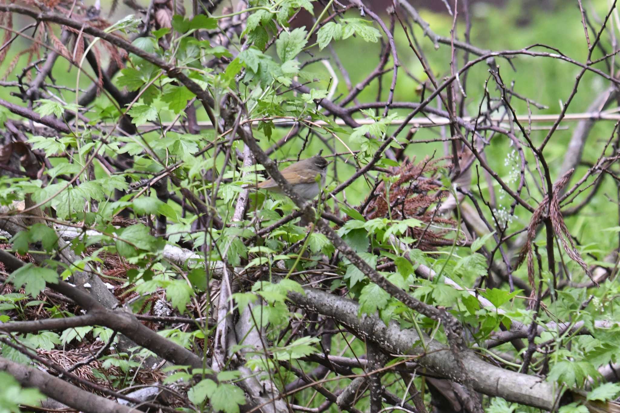 Photo of Sakhalin Leaf Warbler at Awashima Island by あひる