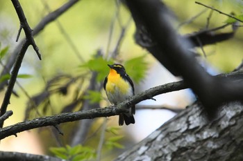 Narcissus Flycatcher Awashima Island Fri, 5/3/2019