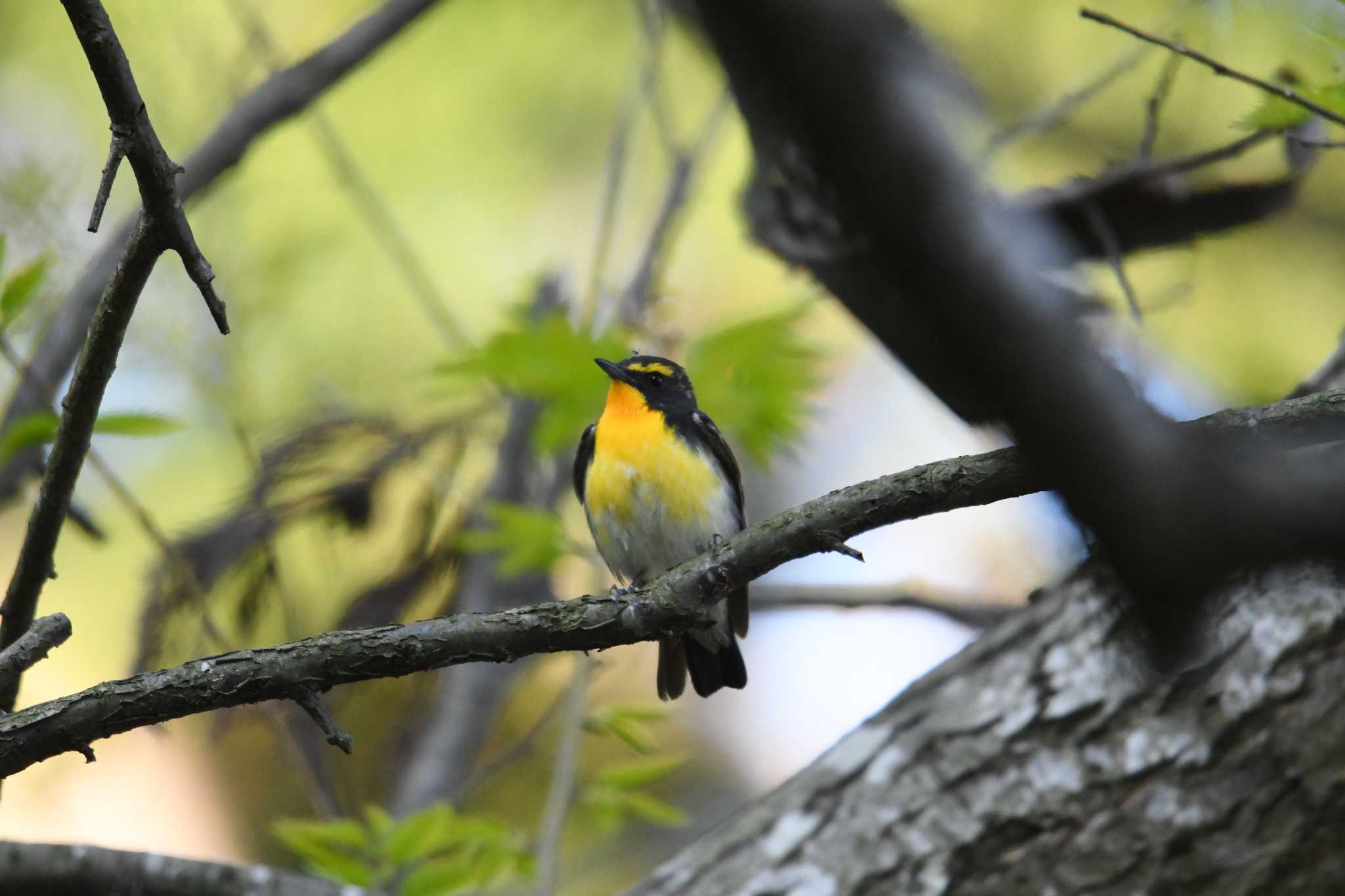 Narcissus Flycatcher