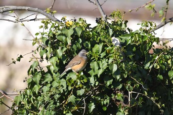 2019年5月3日(金) 粟島の野鳥観察記録