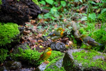 Red-billed Leiothrix 雲仙あざみ谷 Fri, 5/10/2019