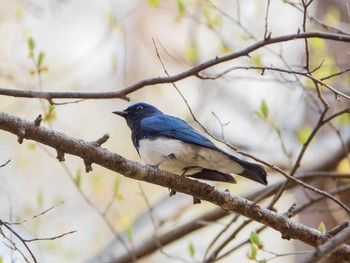 オオルリ 軽井沢野鳥の森 2019年5月5日(日)