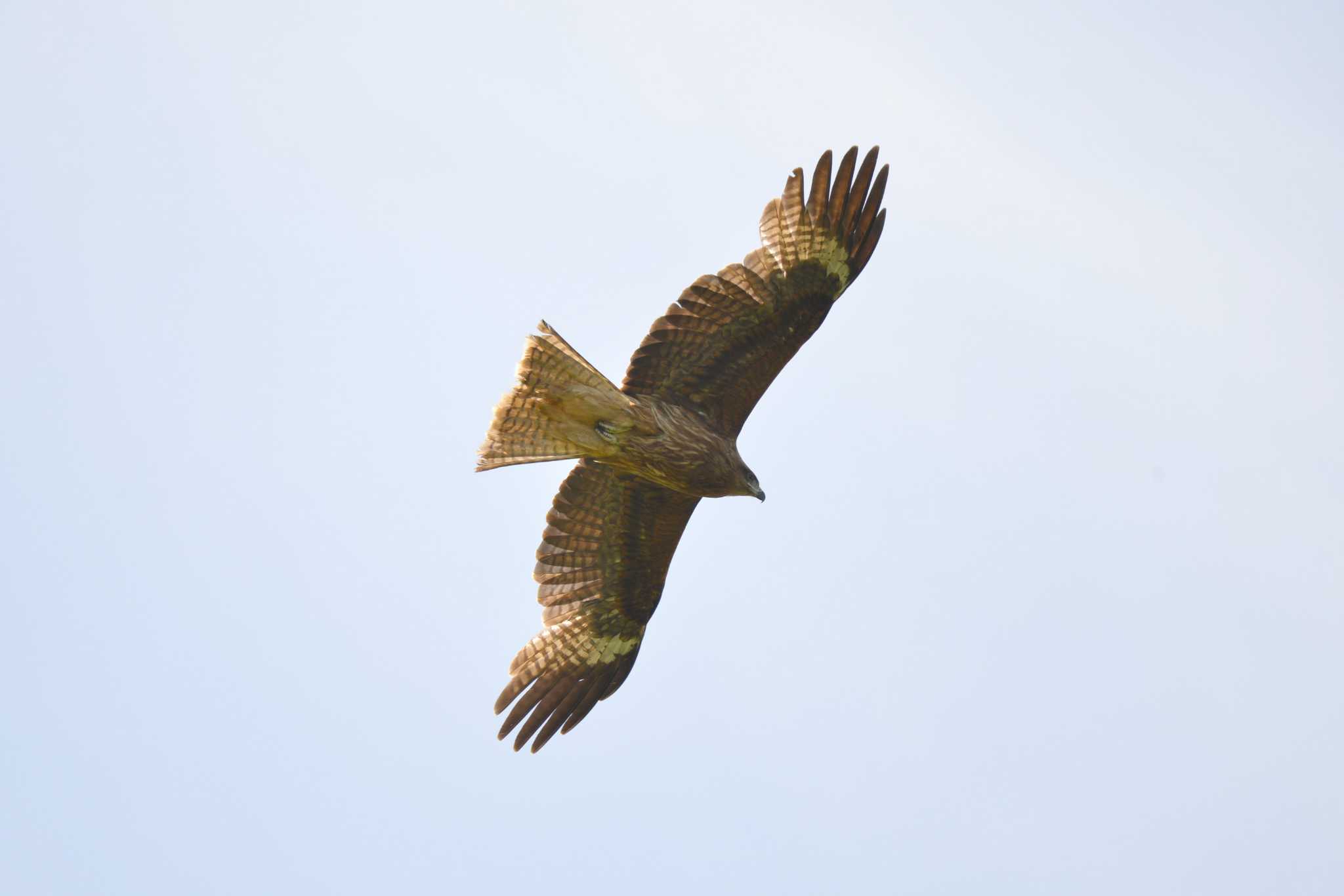 Black Kite