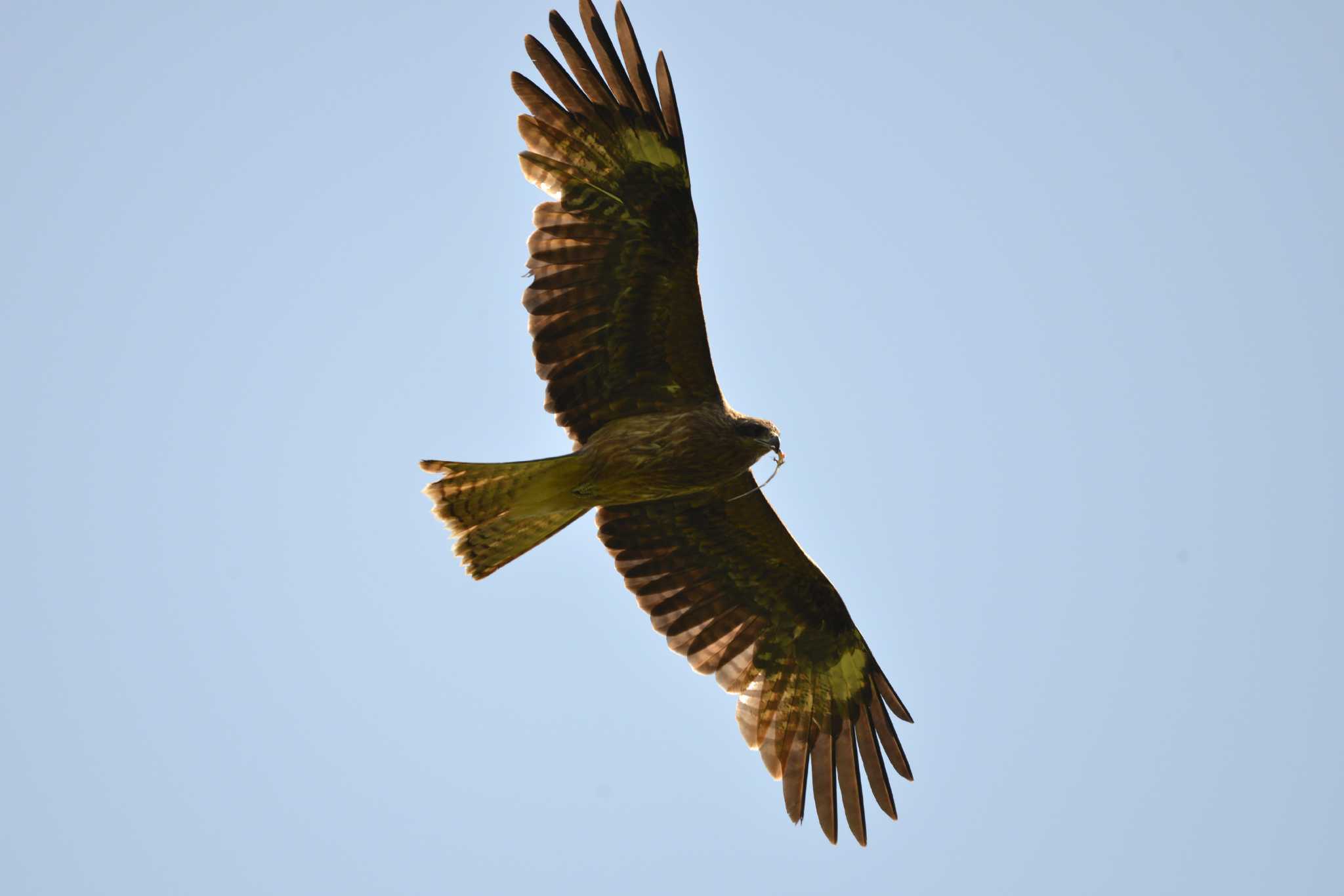 Black Kite