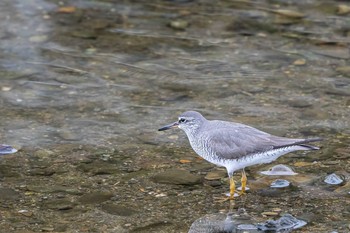 キアシシギ 場所が不明 2019年5月1日(水)