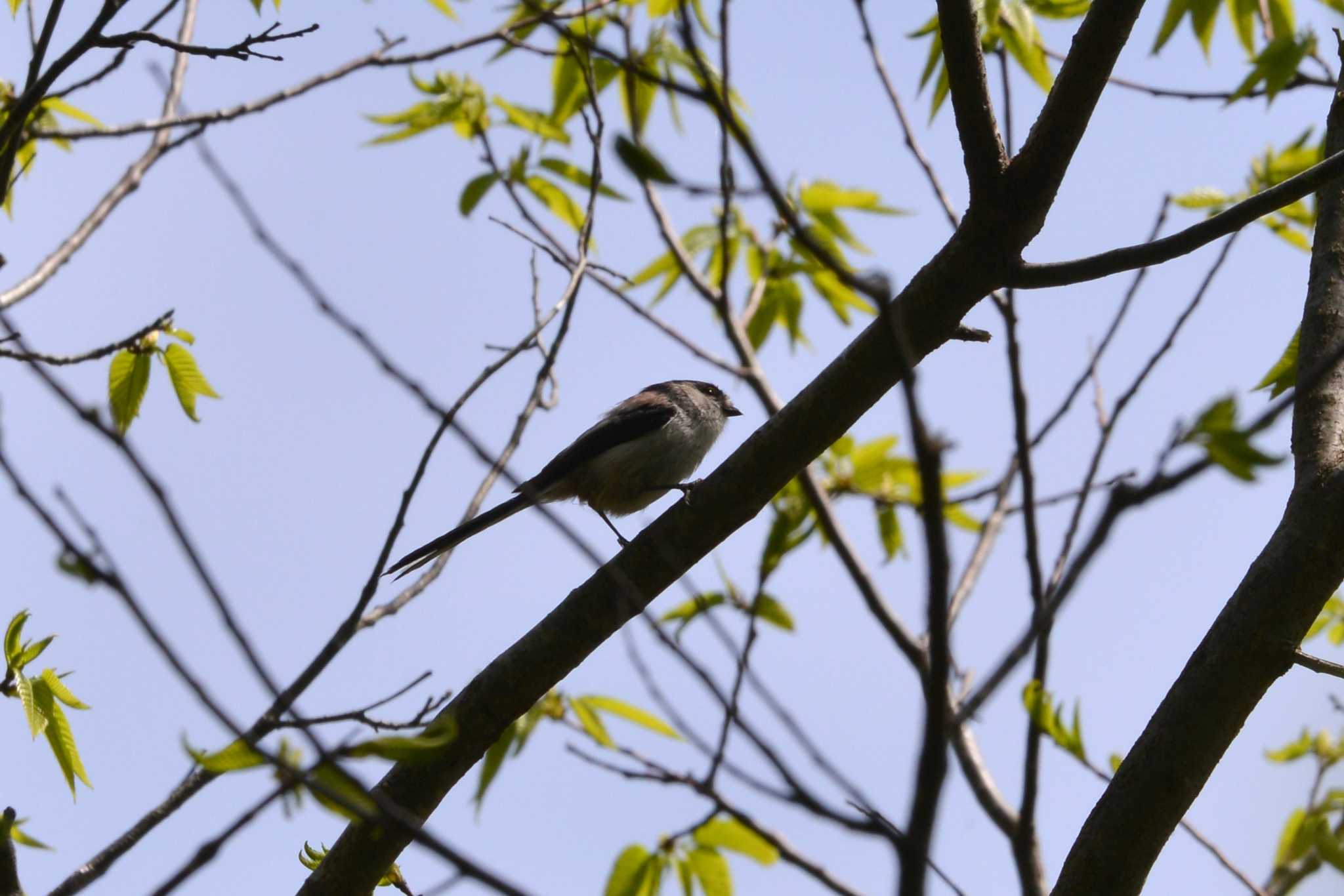 Long-tailed Tit