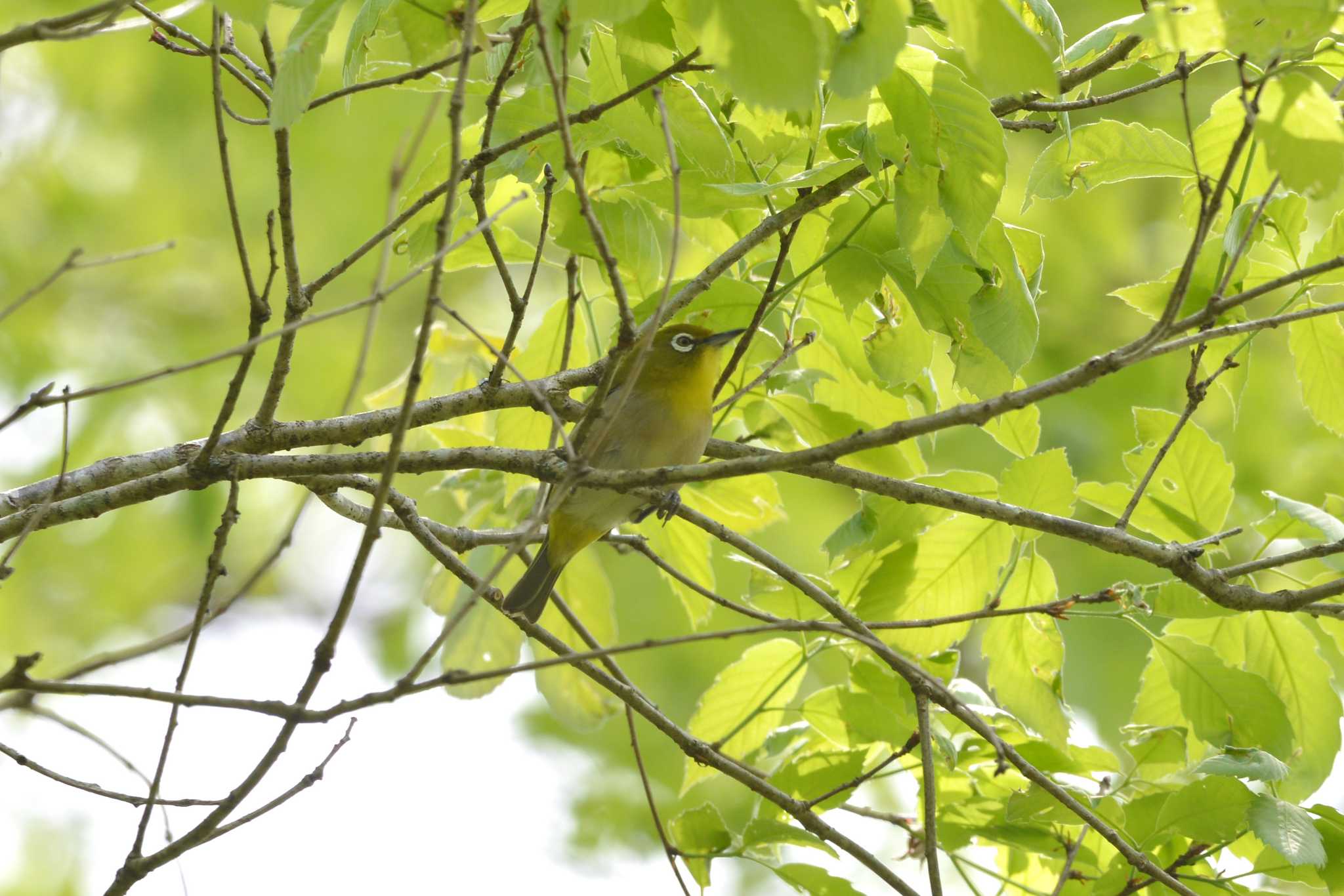 Photo of Warbling White-eye at 三河湖園地 by ポッちゃんのパパ