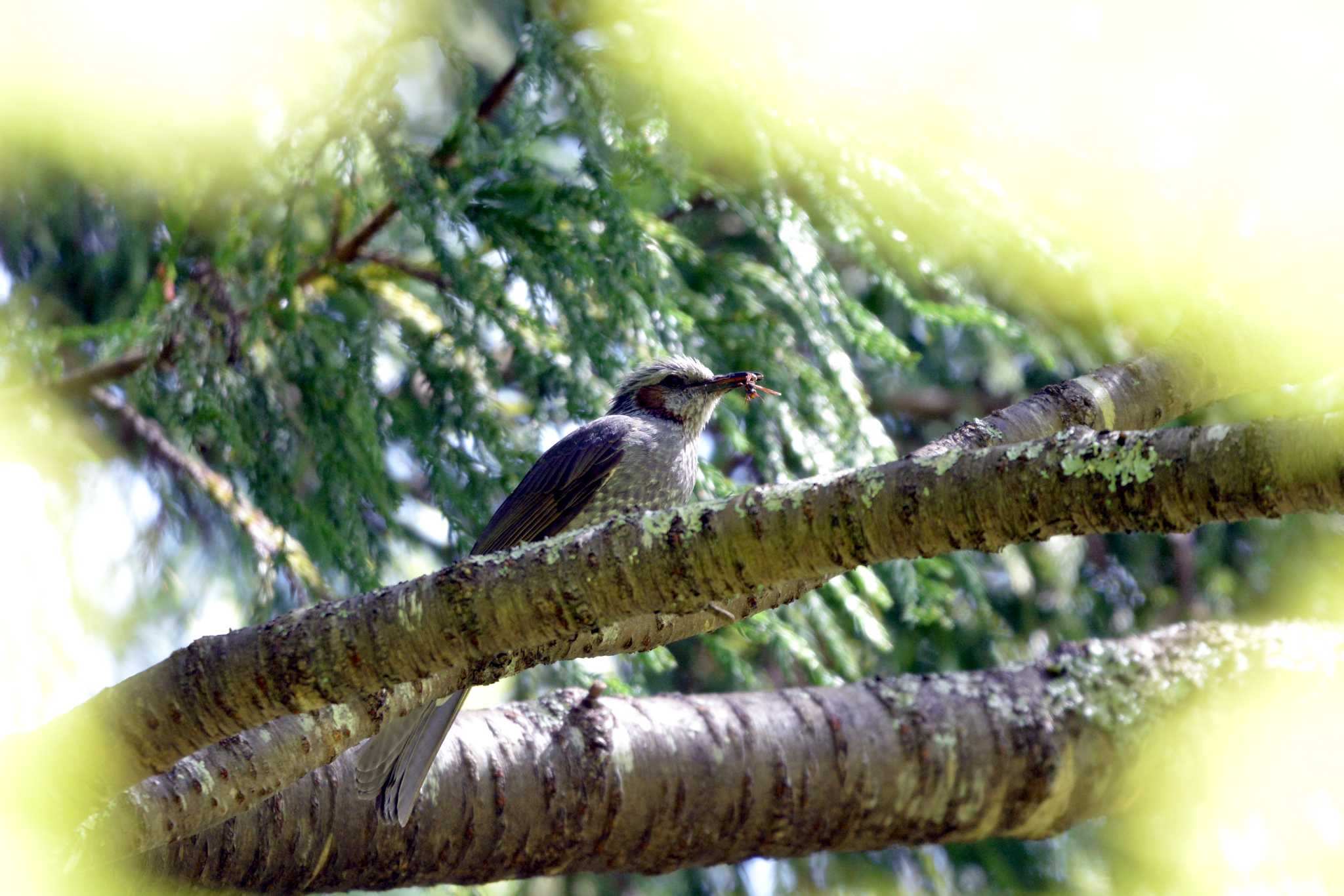 Brown-eared Bulbul