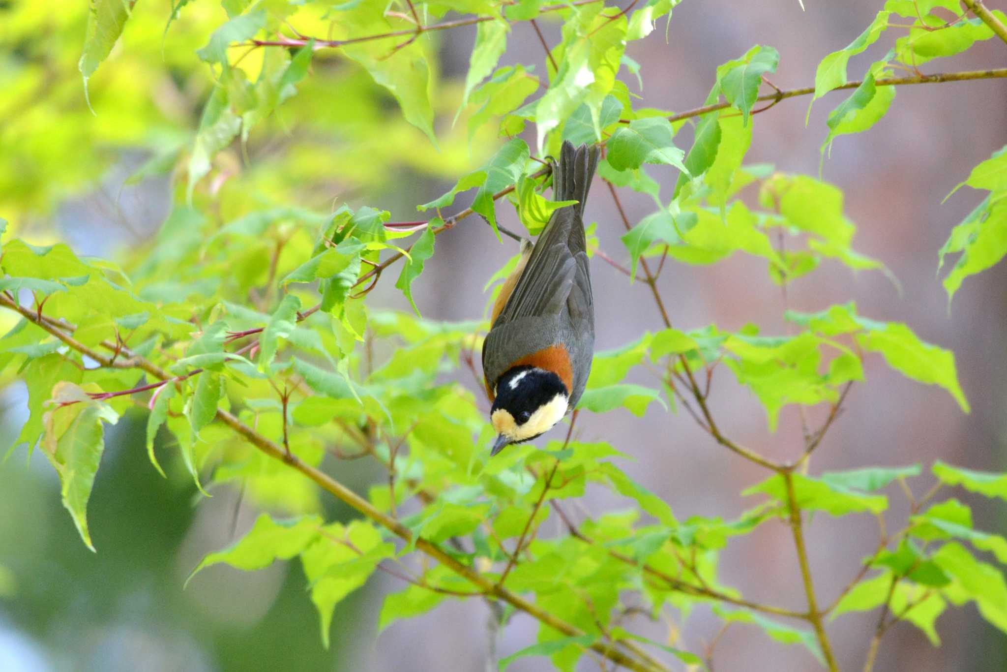 Varied Tit