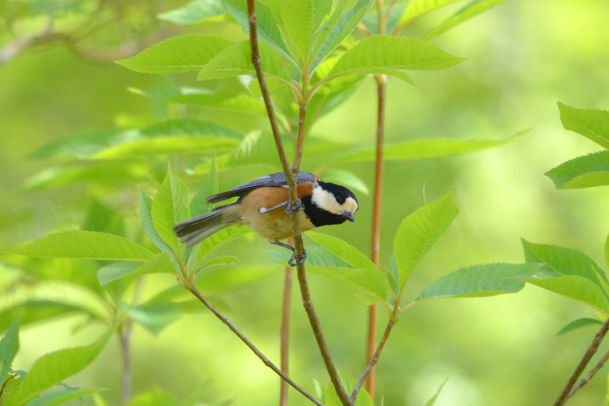 Varied Tit