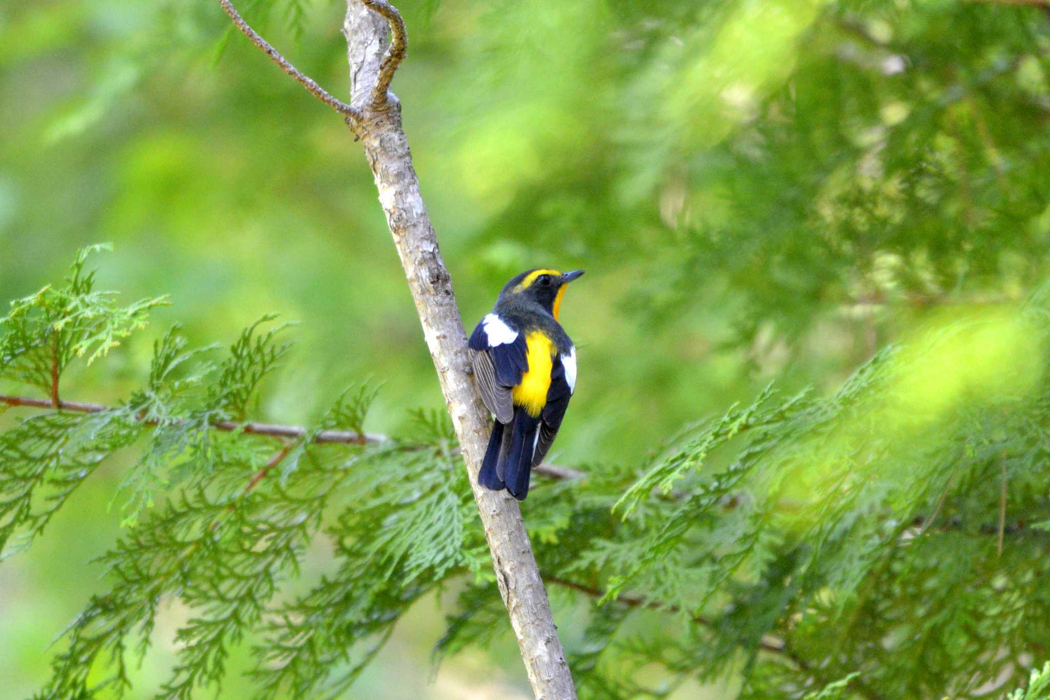 Photo of Narcissus Flycatcher at 三河湖園地 by ポッちゃんのパパ