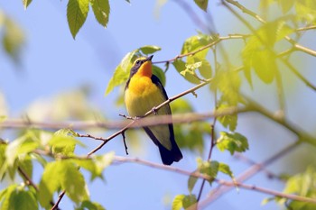 キビタキ 三河湖園地 2019年5月10日(金)