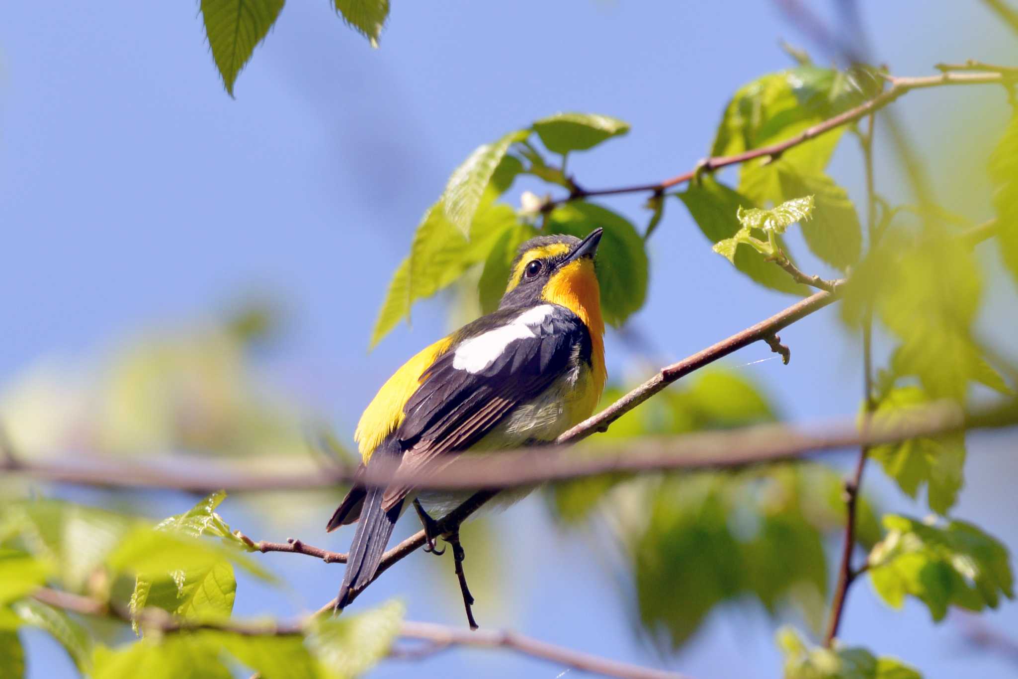 Photo of Narcissus Flycatcher at 三河湖園地 by ポッちゃんのパパ