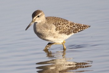 Wood Sandpiper Unknown Spots Sun, 1/20/2019