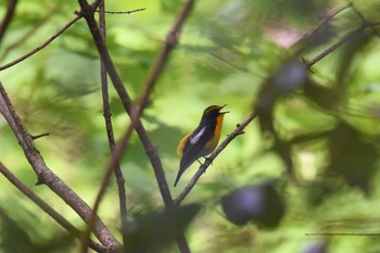 キビタキ 青葉山公園 2019年5月9日(木)