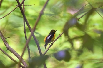 キビタキ 青葉山公園 2019年5月9日(木)