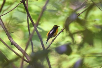 キビタキ 青葉山公園 2019年5月9日(木)