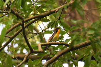 キビタキ 青葉山公園 2019年5月9日(木)