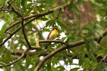 キビタキ 青葉山公園 2019年5月9日(木)