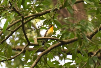 キビタキ 青葉山公園 2019年5月9日(木)