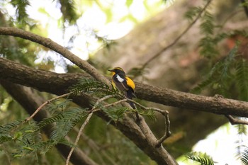 キビタキ 青葉山公園 2019年5月9日(木)