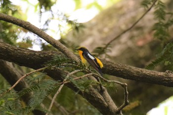 キビタキ 青葉山公園 2019年5月9日(木)